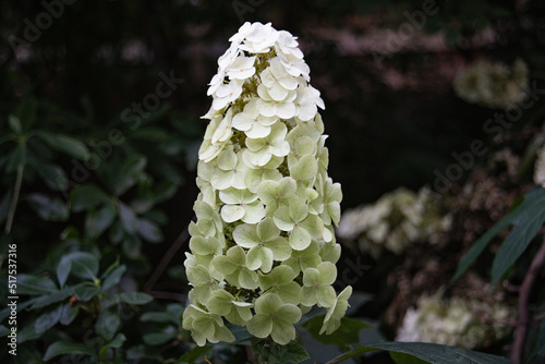 White Hydrangeas Flower In A Cone or Cylindrical Shape