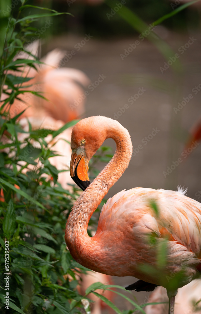 Fototapeta premium Chilean flamingo (Phoenicopterus chilensis) near greenery during day