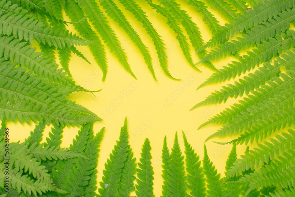 Green fern leaves on a yellow background in the form of a frame. Summer concept. Flat layout, copy space