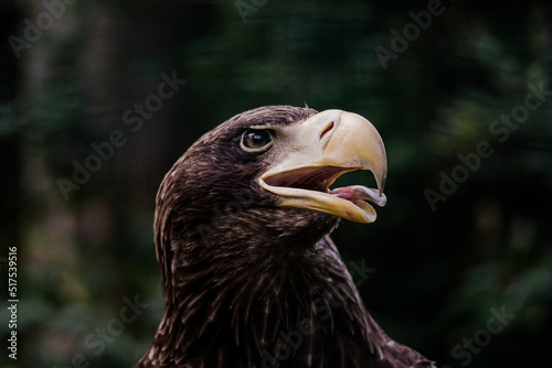 Steller's sea eagle (Haliaeetus pelagicus) - deatail on the head of adult specimen photo