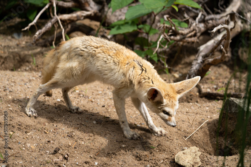 Adult fennec - Vulpes zerda - detail on animal from close distance
