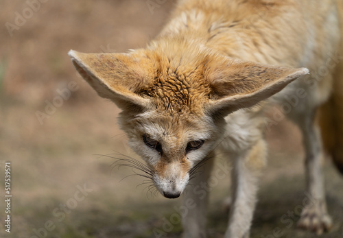 Adult fennec - Vulpes zerda - detail on animal from close distance