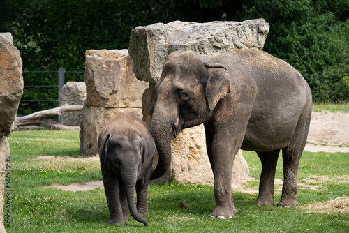 Family of a Asian elephants - Elephas maximus