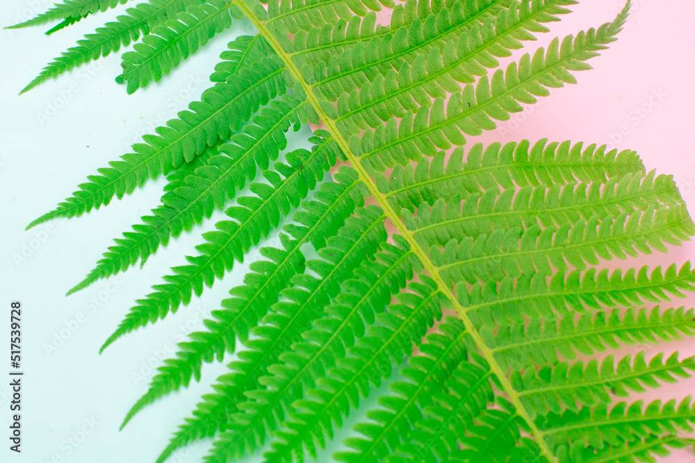 green fern leaves on a pink and blue background