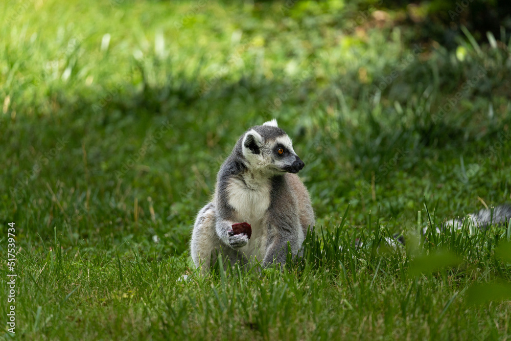 The Ring-tailed lemur (Lemur catta) consuming food.