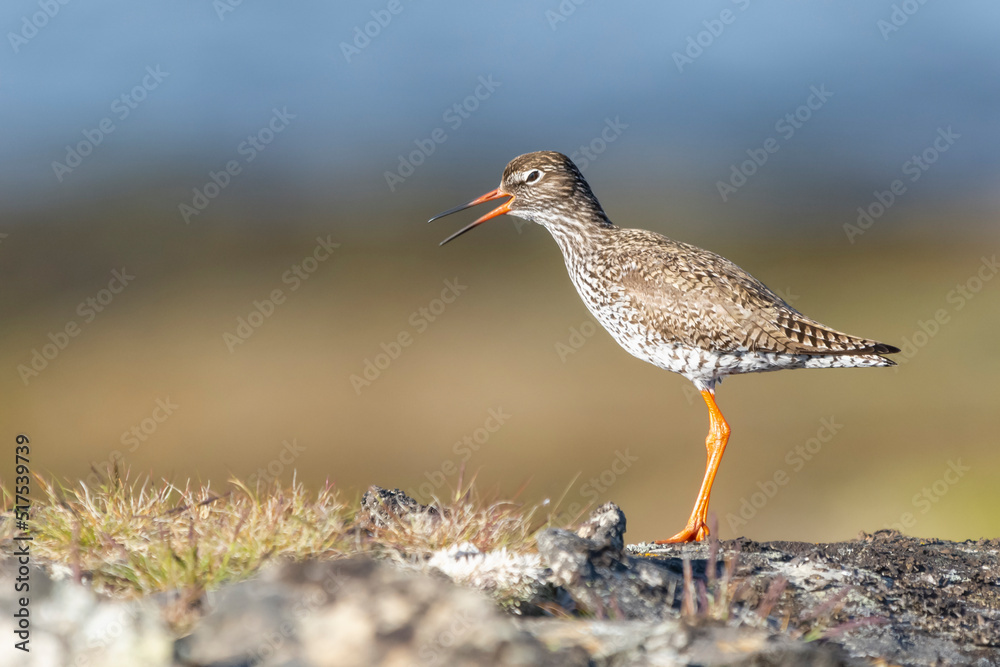Common redshank - Tringa totanus - standing on stone on brown - blue background. Photo of this euopean wader is from Ekkeroy in Norway. Copy space on left. Common redshank - Tringa totanus - standing on stone on brown - blue background. Photo of this euopean wader is from Ekkeroy in Norway. Copy space on left.