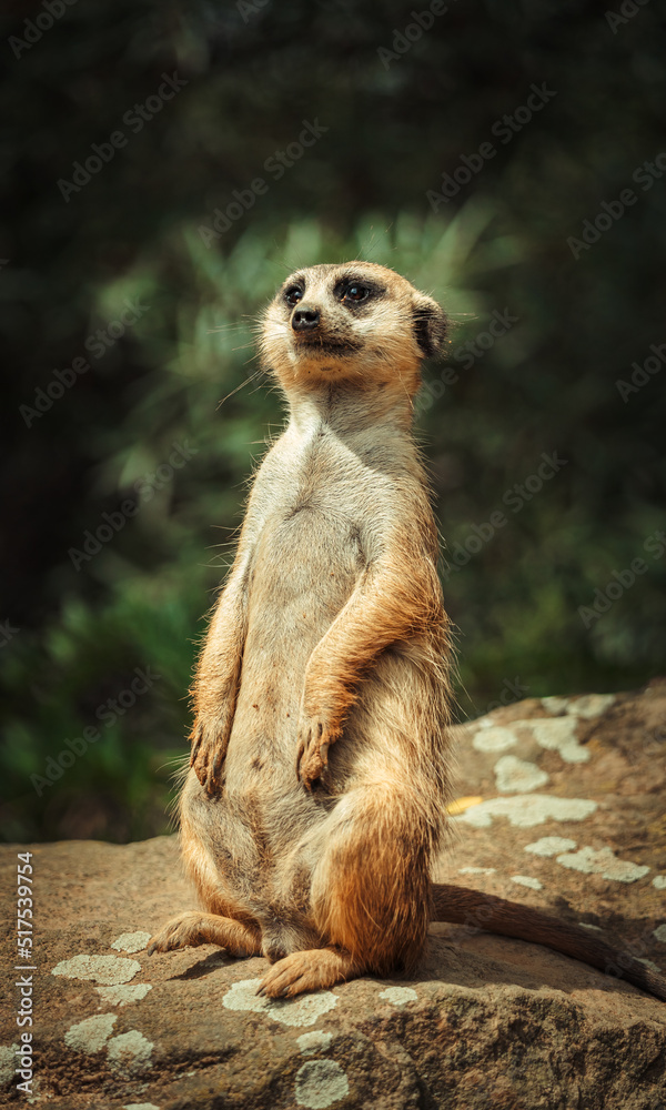 Young Meerkat - suricata suricatta - detail on the animal from close distance in its natural habitat Young Meerkat - suricata suricatta - detail on the animal from close distance in its natural habitat