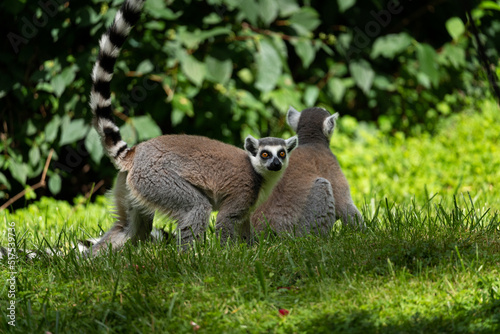Pack of The Ring-tailed lemur (Lemur catta).