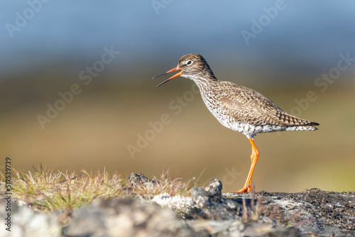 Common redshank - Tringa totanus - standing on stone on brown - blue background. Photo of this euopean wader is from Ekkeroy in Norway. Copy space on left.