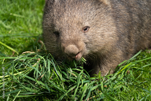 Common wombat (Vombatus ursinus) feeding on the grass - detail on the face photo