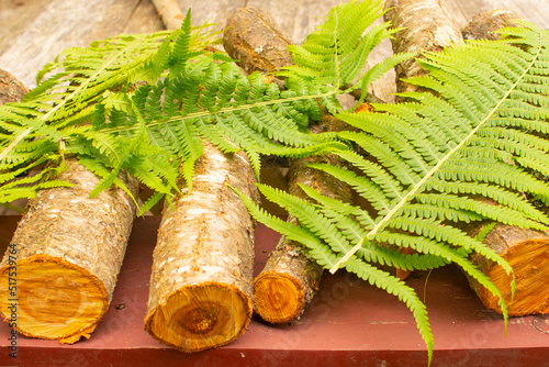 green young fern leaves on wooden logs