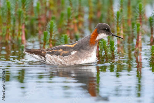 Red-necked phalarope, northern phalarope, hyperborean phalarope - Phalaropus lobatus, swimming in calm water with vegetation in background. Photo from Vadso at Varanger Penisula in Norway. photo