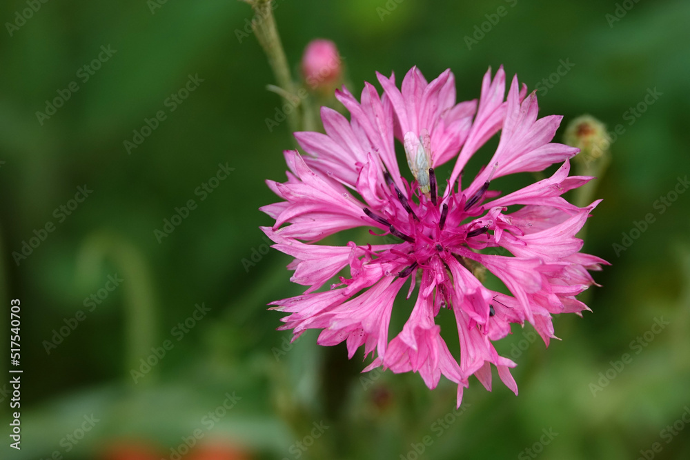 Gros plan sur la fleur de bleuet Gros plan sur la fleur de bleuet