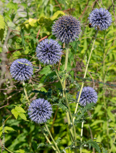 Echinops flowering in the garden in the summer. Blue spherical flower heads of Globe thistles.