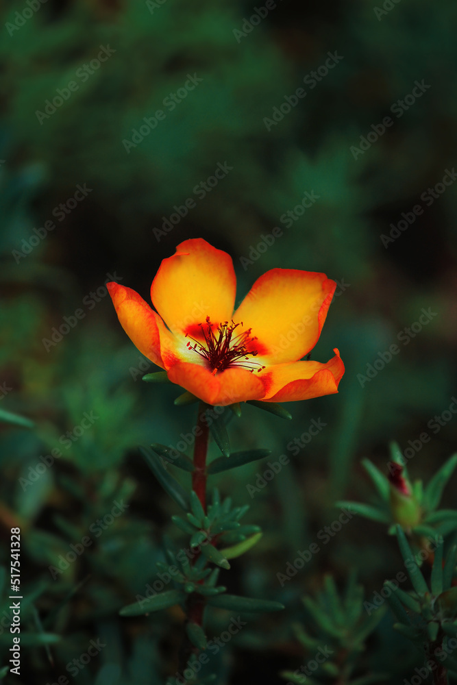 Bright yellow little flower on a dark green background Bright yellow little flower on a dark green background