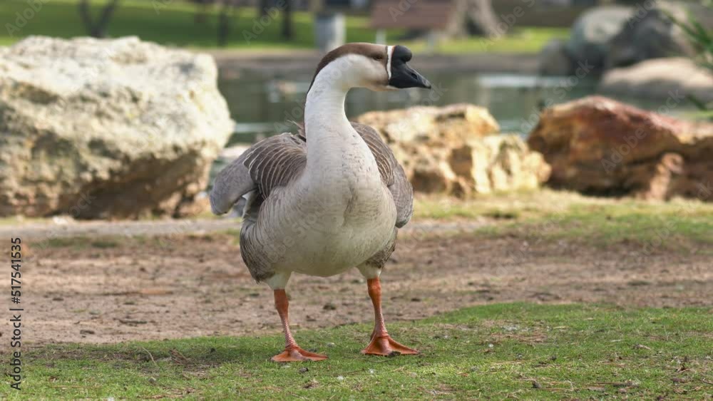 Goose preening on the beach close to the lake in city park, close up portrait Goose preening on the beach close to the lake in city park, close up portrait