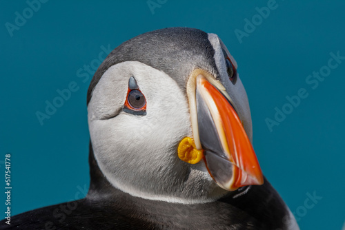 Portait of cute atlantic puffin - Fratercula arctica - on blue background. Photo from Hornoya Island in Norway.