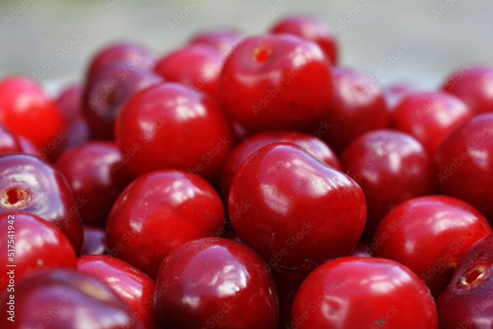 cherry harvest cherry harvest