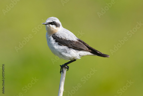 Northern wheatear - Oenanthe oenanthe - perched with green background. Photo from Hornoya Island in Norway.