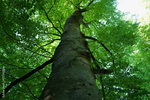 Canvas-taulu impressive beech tree trunk