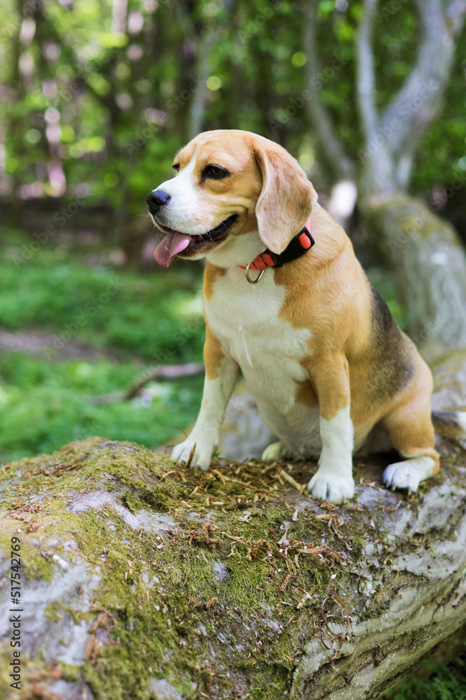 A Beagle dog looks thoughtfully into the distance.