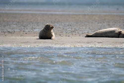 Seals in group swimming in the sea or resting on a beach in Denmark, Skagen, Grenen.