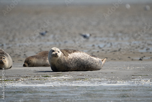 Seals in group swimming in the sea or resting on a beach in Denmark, Skagen, Grenen.