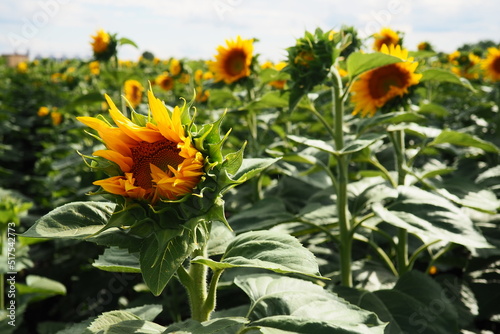 The Helianthus sunflower is a genus of plants in the Asteraceae family. Annual sunflower and tuberous sunflower. Agricultural field. Blooming bud with yellow petals. Furry leaves. Serbia skyline. photo