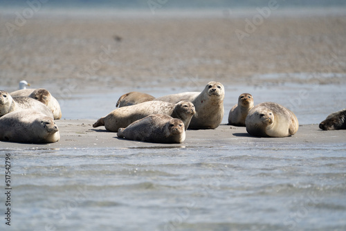 Seals in group swimming in the sea or resting on a beach in Denmark, Skagen, Grenen.