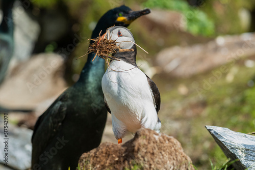 Atlantic puffin - Fratercula arctica - standing with the strow in his beak with european shag - Gulosus aristotelis - in background. Photo from Hornoya Island in Norway. photo