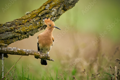 Eurasian Hoopoe (Upupa epops) sitting on a branch.