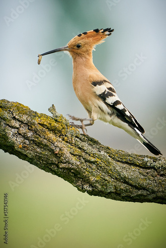 Eurasian Hoopoe (Upupa epops) sitting on a branch.