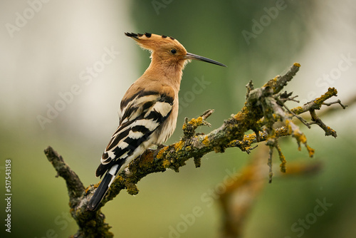 Eurasian Hoopoe (Upupa epops) sitting on a branch.