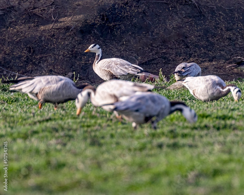 Bar Headed Goose in a field
