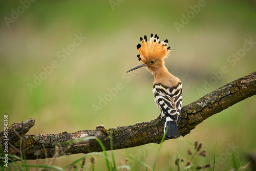 Eurasian Hoopoe (Upupa epops) sitting on a branch. © Martin
