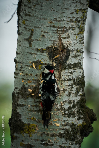 Great Spotted Woodpecker (Dendrocopos major) building a nest.