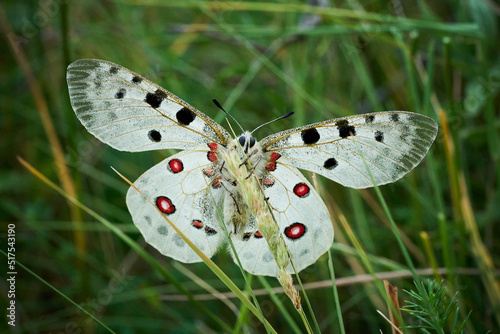Close up Apollo (Parnassius apollo) in meadow.