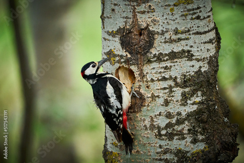 Great Spotted Woodpecker (Dendrocopos major) building a nest.
