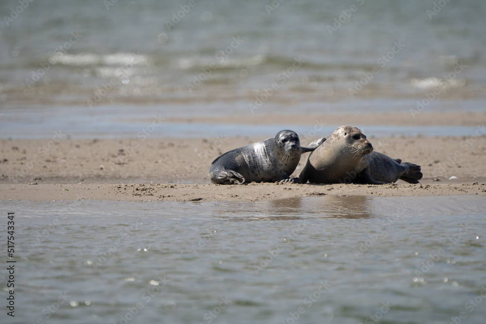 Fototapeta premium Seals in group swimming in the sea or resting on a beach in Denmark, Skagen, Grenen. Mother and daughter seal, mother and baby seal. 