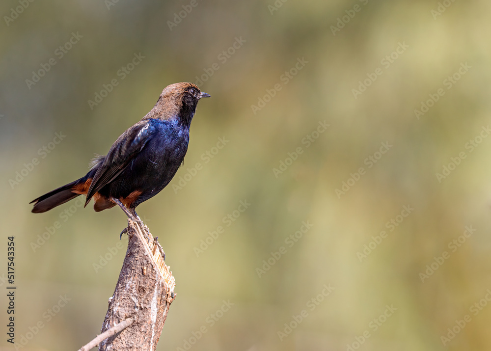 A Indian Robin on a tree A Indian Robin on a tree