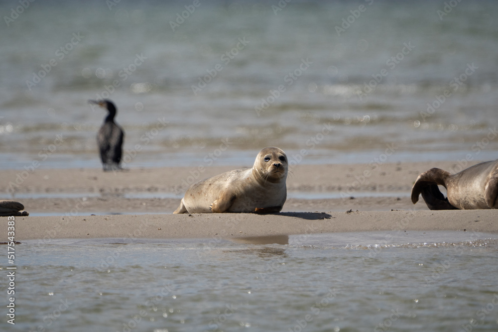 Fototapeta premium Seals in group swimming in the sea or resting on a beach in Denmark, Skagen, Grenen. Mother and daughter seal, mother and baby seal.