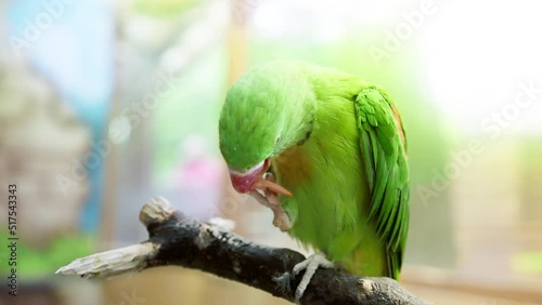 Parrot in a petting zoo. green parrot eats. animals in captivity.