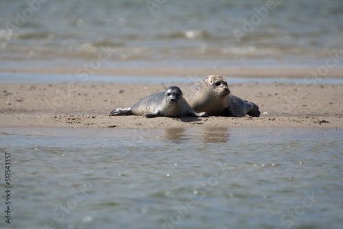Seals in group swimming in the sea or resting on a beach in Denmark, Skagen, Grenen. Mother and daughter seal, mother and baby seal. 