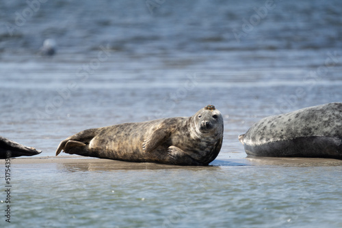 Seals in group swimming in the sea or resting on a beach in Denmark, Skagen, Grenen.