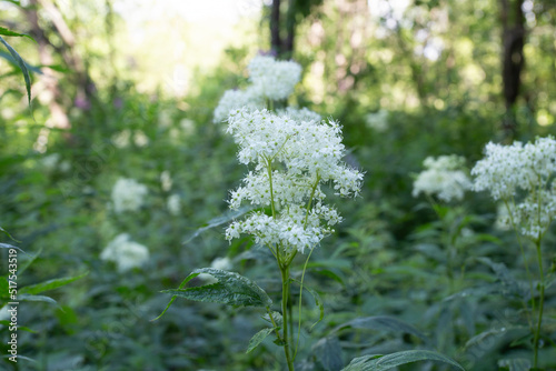 Fotografie Meadowsweet grows in the forest