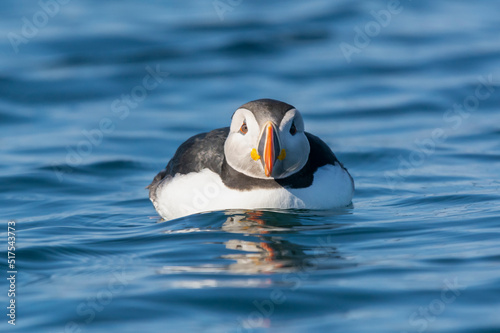 Cute atlantic puffin - Fratercula arctica - swimming in blue water of Barents Sea. Photo from Hornoya Island in Norway.