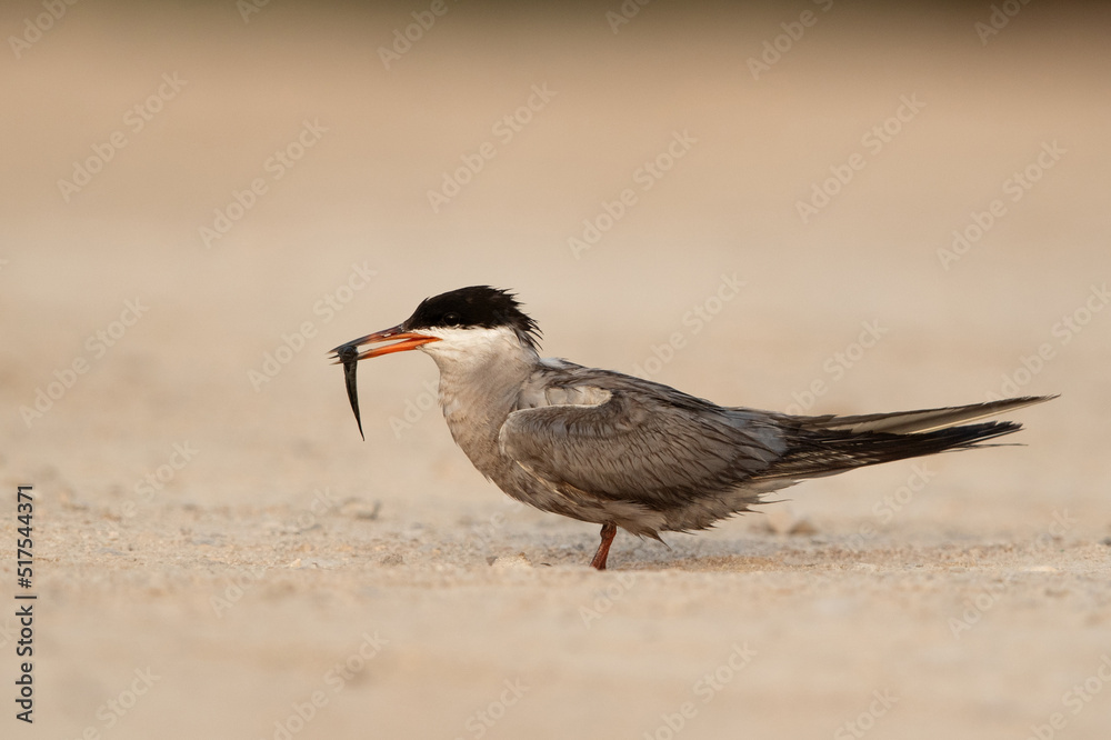 White-cheeked Tern with a fish catch at Sanad coast, Bahrain White-cheeked Tern with a fish catch at Sanad coast, Bahrain