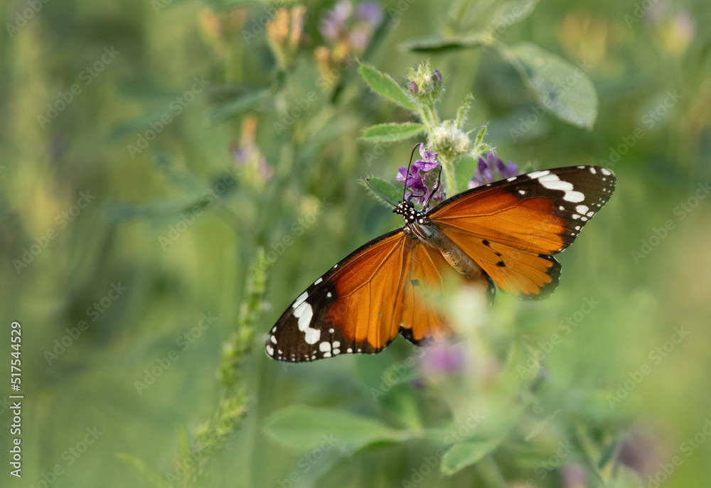 A beautiful plain tiger butterfly perched on a flower