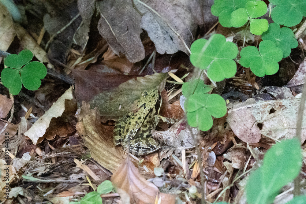 Frog in a forest on a leaf Frog in a forest on a leaf