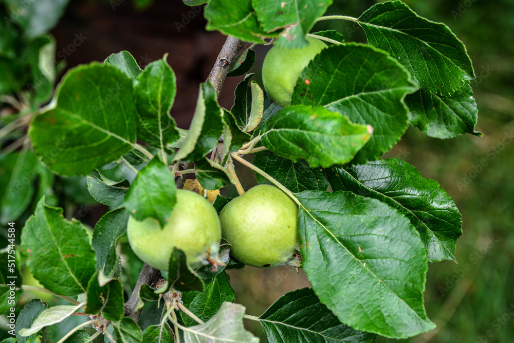 green apples on a branch